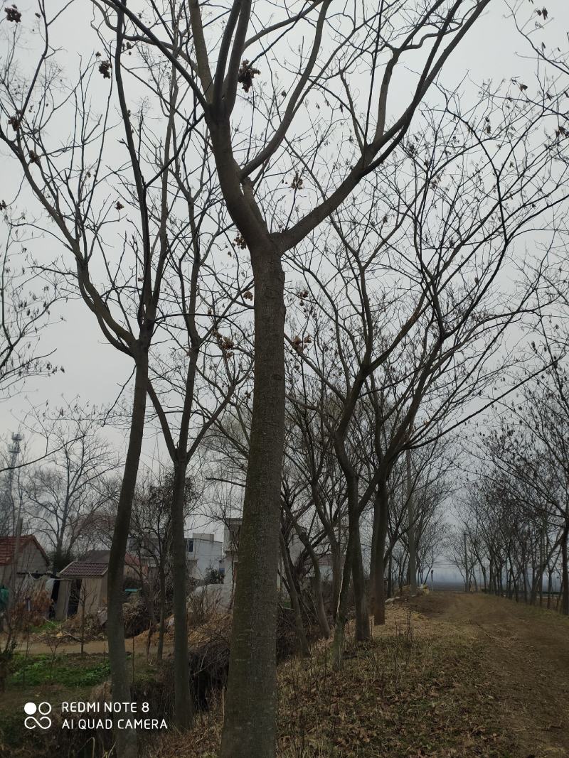 合欢树，
