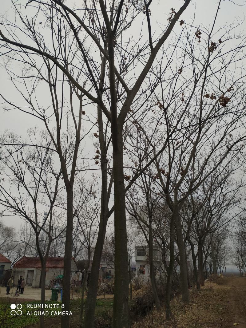 合欢树，