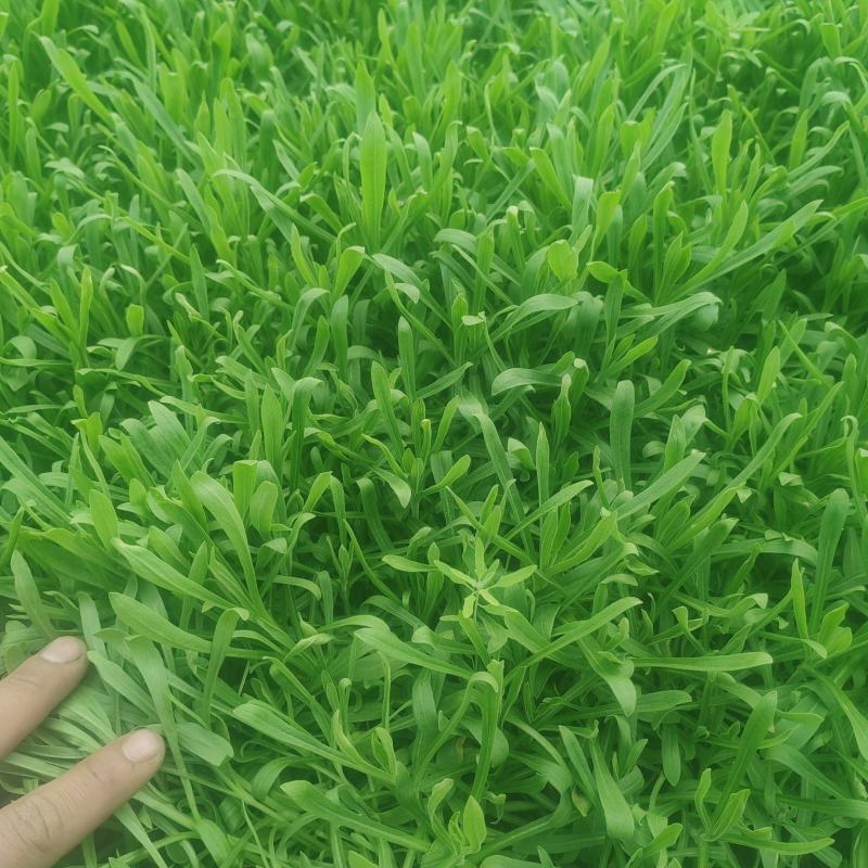 面条菜开始上市货源充足量大优惠，供应商超，电商，团购，