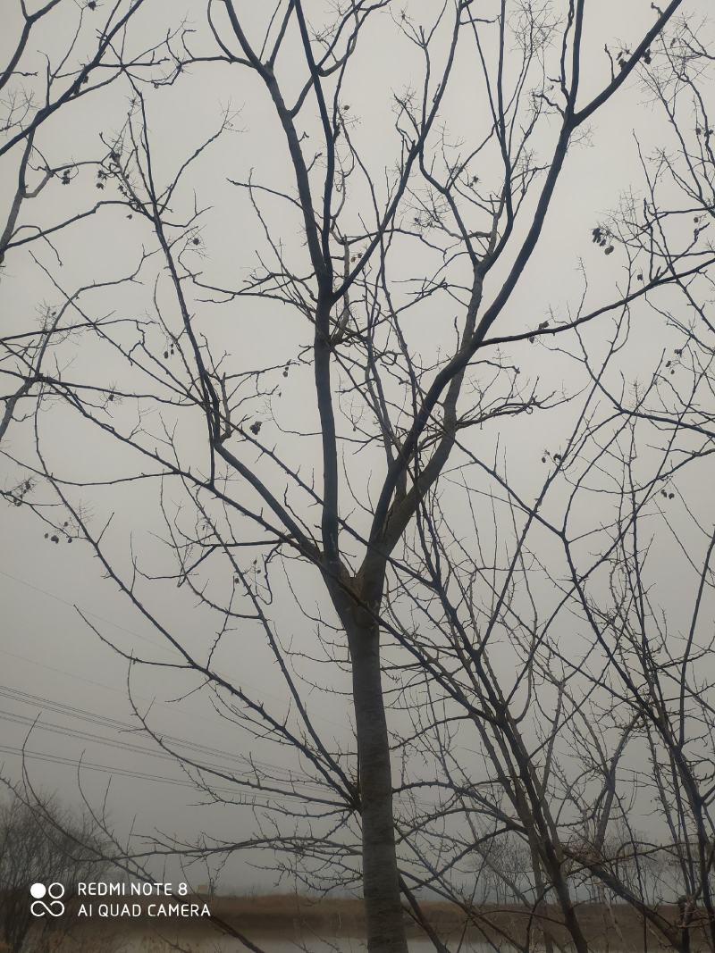 合欢树，