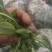 面条菜开始上市货源充足量大优惠，供应商超，电商，团购，