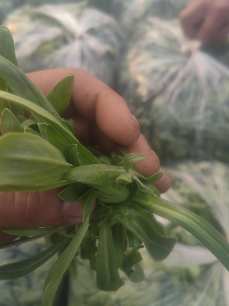 面条菜开始上市货源充足量大优惠，供应商超，电商，团购，