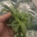 面条菜开始上市货源充足量大优惠，供应商超，电商，团购，