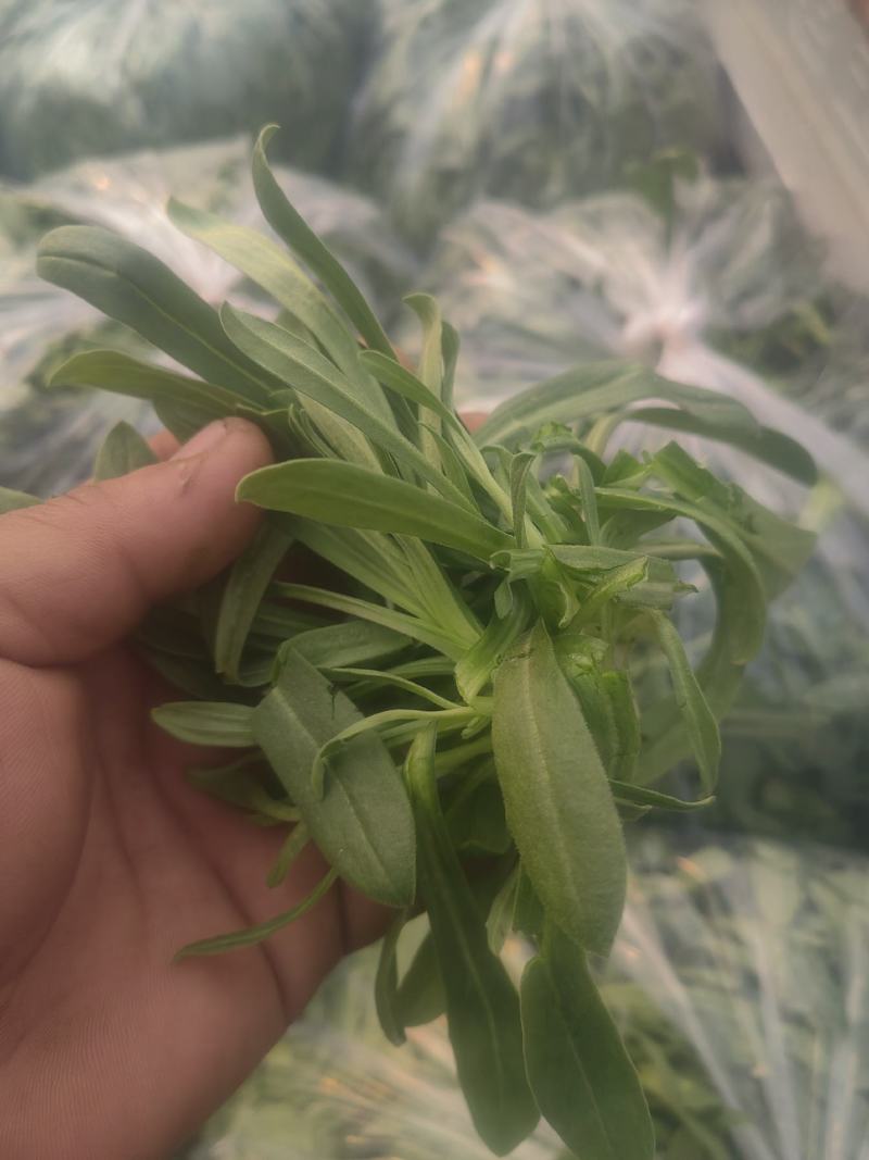 面条菜开始上市货源充足量大优惠，供应商超，电商，团购，