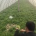 面条菜开始上市货源充足量大优惠，供应商超，电商，团购，