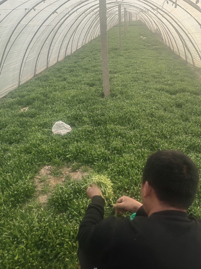 面条菜开始上市货源充足量大优惠，供应商超，电商，团购，