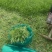 面条菜开始上市货源充足量大优惠，供应商超，电商，团购，