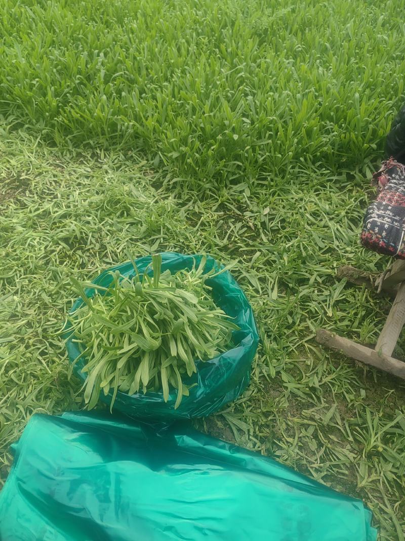 面条菜开始上市货源充足量大优惠，供应商超，电商，团购，