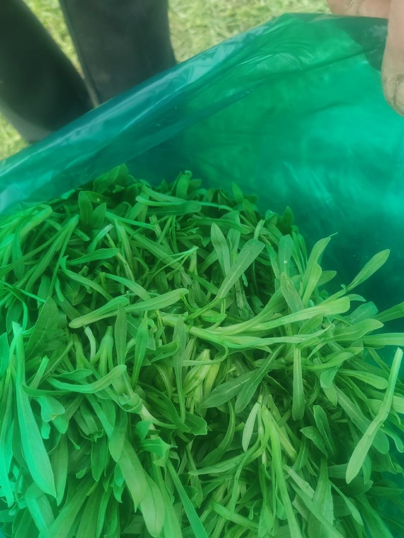 面条菜开始上市货源充足量大优惠，供应商超，电商，团购，