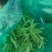 面条菜开始上市货源充足量大优惠，供应商超，电商，团购，