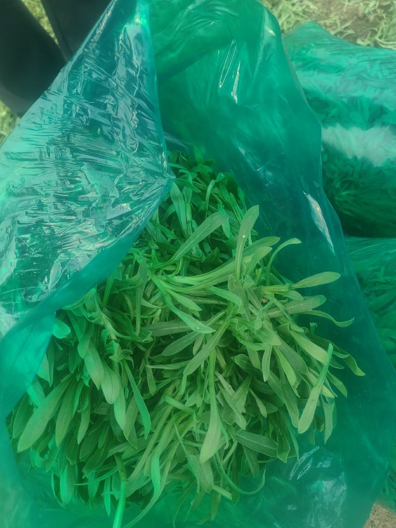 面条菜开始上市货源充足量大优惠，供应商超，电商，团购，