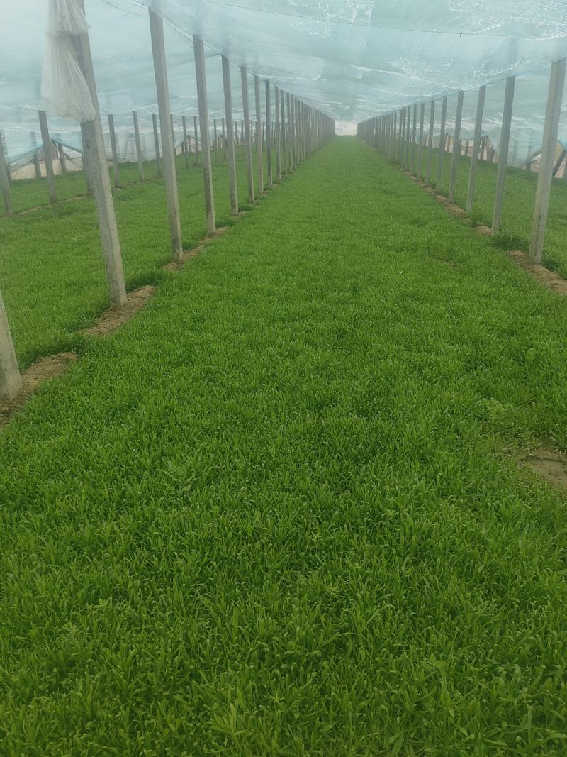 面条菜开始上市货源充足量大优惠，供应商超，电商，团购，