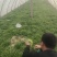 面条菜开始上市货源充足量大优惠，供应商超，电商，团购，