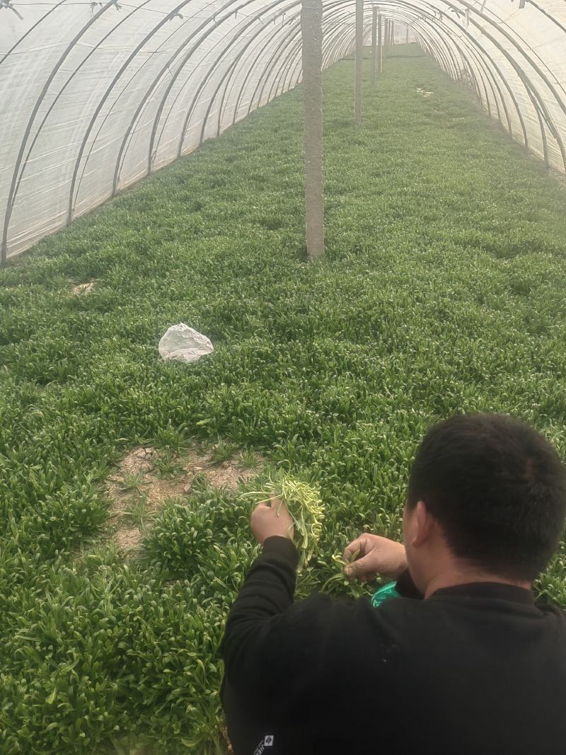 面条菜开始上市货源充足量大优惠，供应商超，电商，团购，