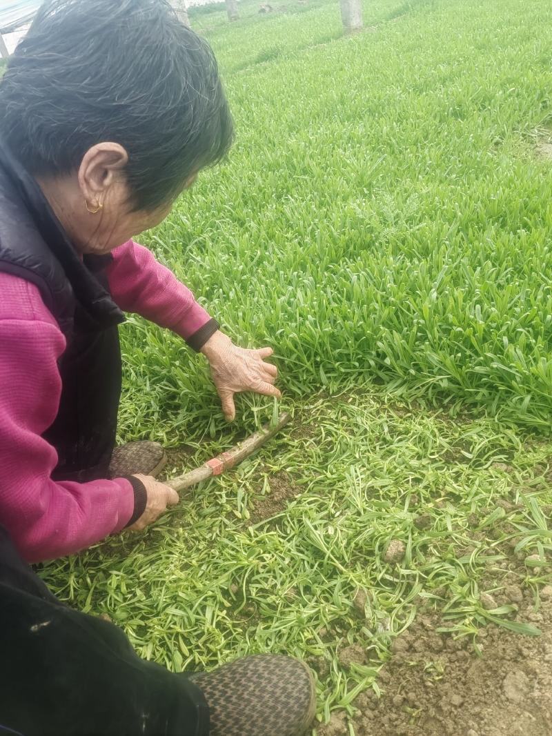 面条菜开始上市货源充足量大优惠，供应商超，电商，团购，