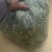 面条菜开始上市货源充足量大优惠，供应商超，电商，团购，