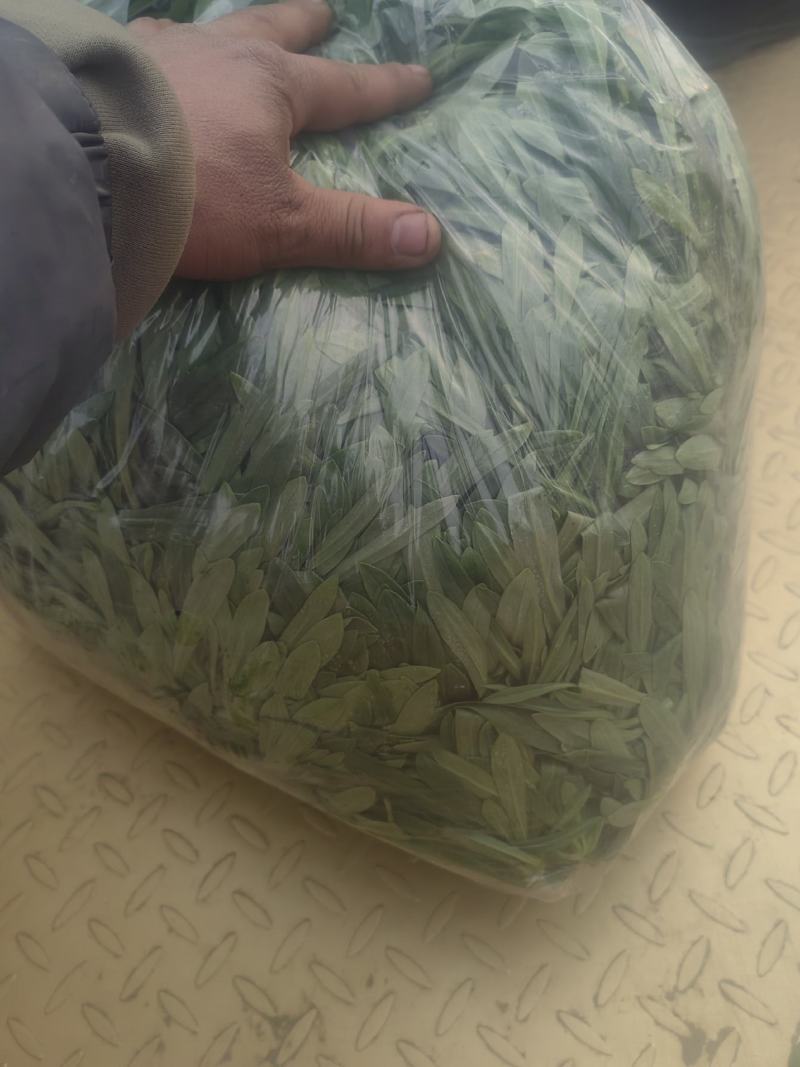 面条菜开始上市货源充足量大优惠，供应商超，电商，团购，