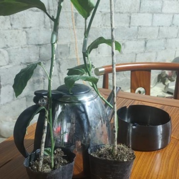 高产量百香果种苗钦蜜九号