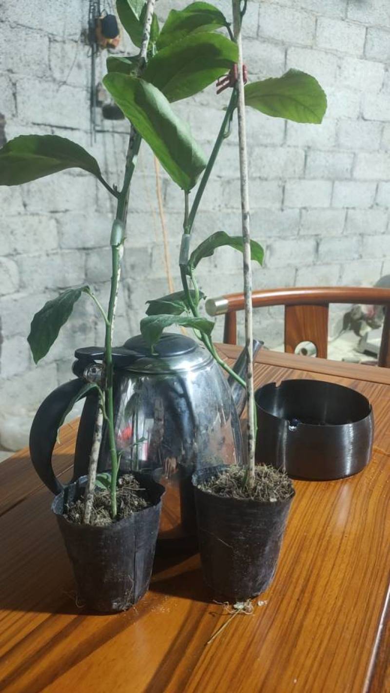 高产量百香果种苗钦蜜九号