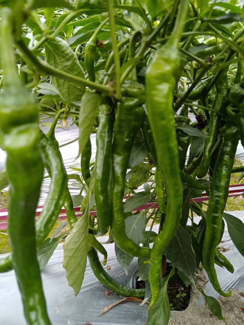 广西3号线椒，8号线椒，二荆条，2号杭椒，55号，螺线