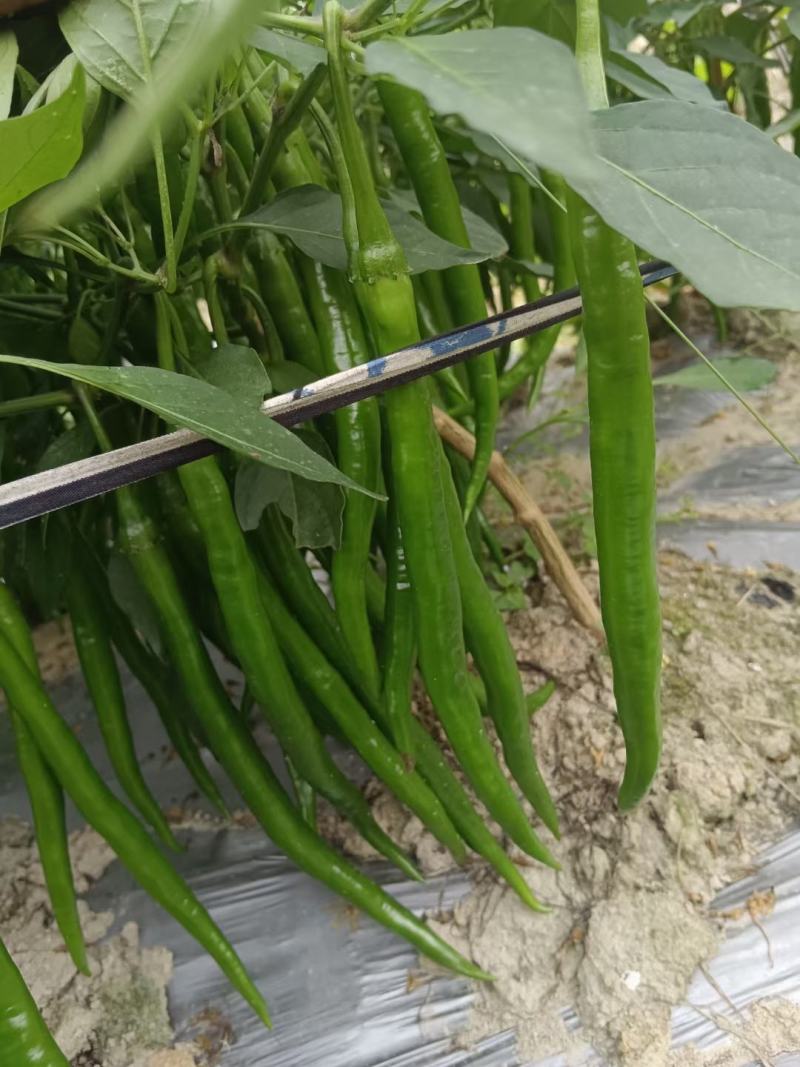 广西3号线椒，8号线椒，二荆条，2号杭椒，55号，螺线