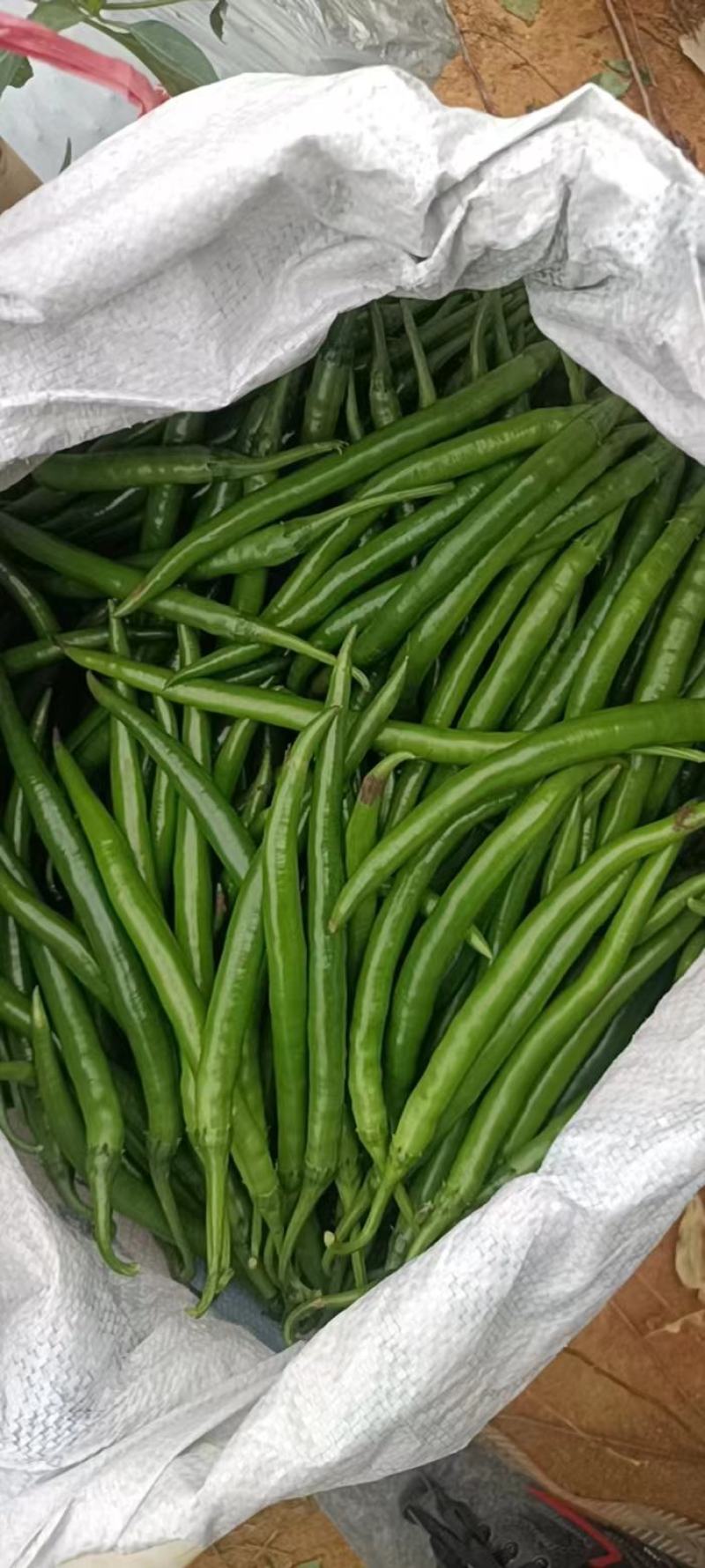 广西3号线椒，8号线椒，二荆条，2号杭椒，55号，螺线