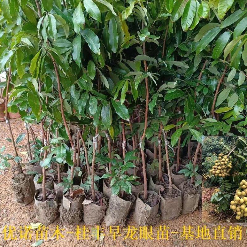 龙眼新品种桂丰早龙眼果苗最早熟龙眼