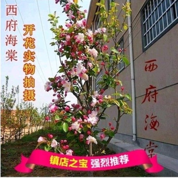 西府海棠，基地直销，规格齐全价格低货源充足，一手货
