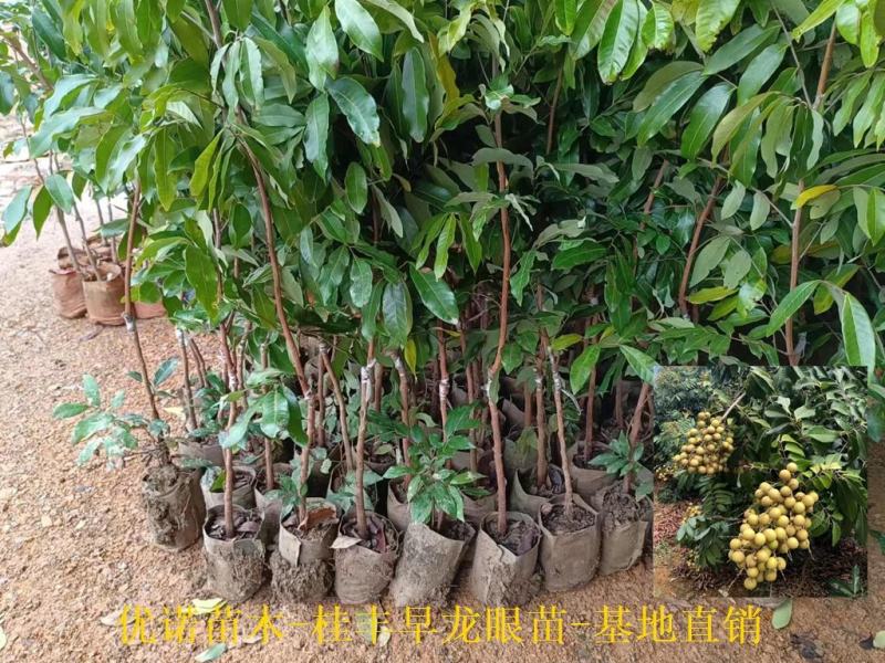 龙眼新品种桂丰早龙眼果苗最早熟龙眼