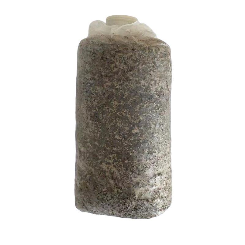 贵州毛慈菇育苗发酵专用菌包毛慈菇山慈菇专用菌种批发