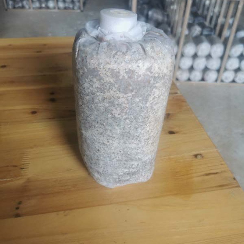 贵州毛慈菇育苗发酵专用菌包毛慈菇山慈菇专用菌种批发