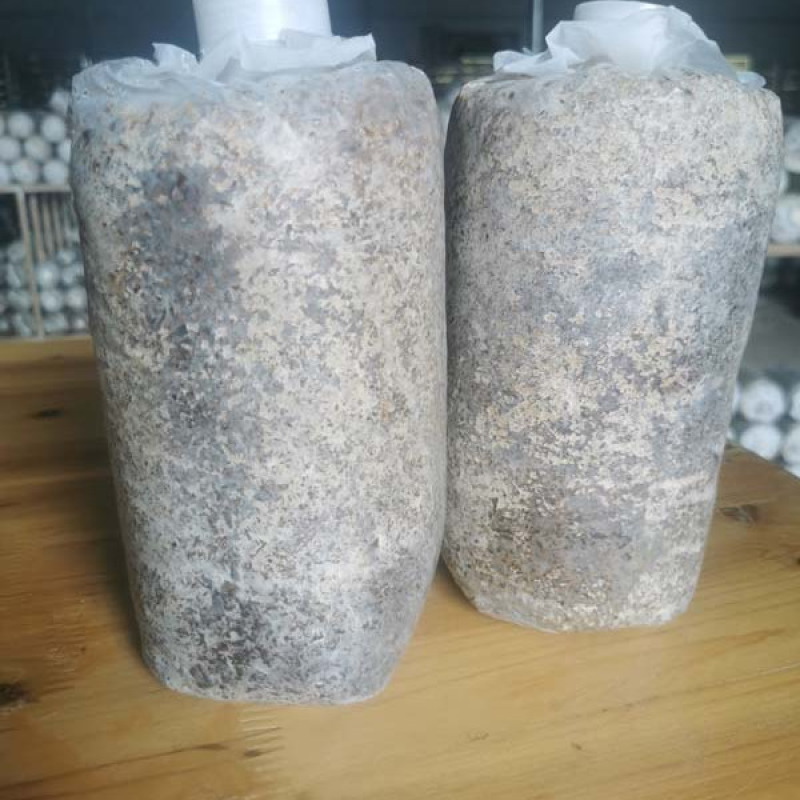 贵州毛慈菇育苗发酵专用菌包毛慈菇山慈菇专用菌种批发