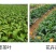 根多多生根剂壮苗剂生根粉苗木扦插移栽通用生根剂