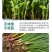 根多多生根剂壮苗剂生根粉苗木扦插移栽通用生根剂