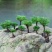 九死还魂草苗【可做小盆景很优雅，生命力特强】
