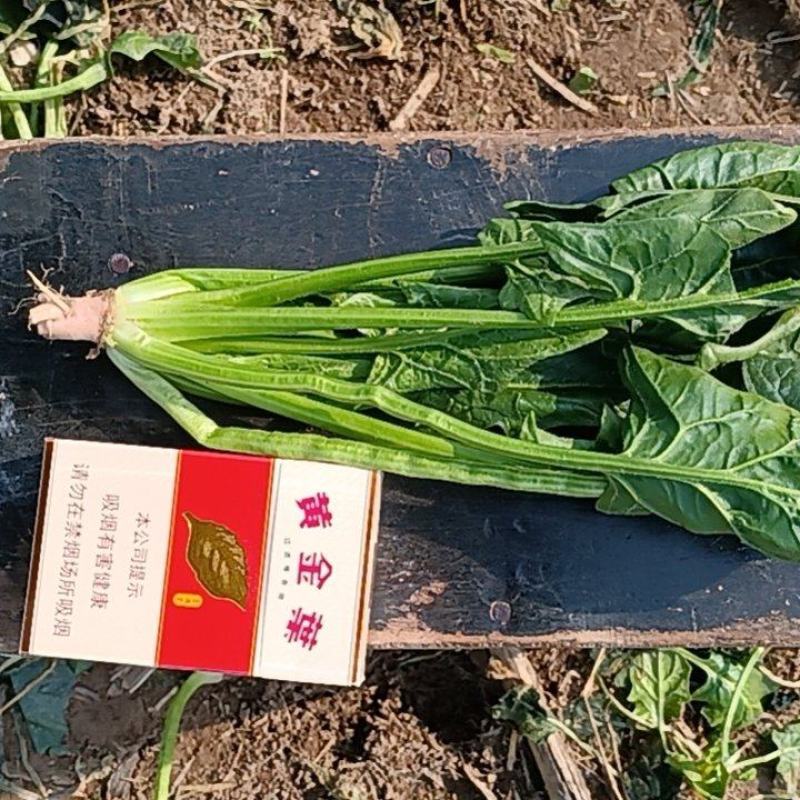 菠菜