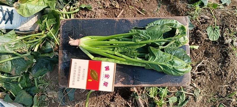 菠菜
