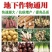 根茎块茎膨大素地下猛长萝卜土豆花生红薯大姜山药洋葱膨
