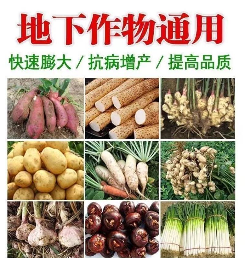 根茎块茎膨大素地下猛长萝卜土豆花生红薯大姜山药洋葱膨
