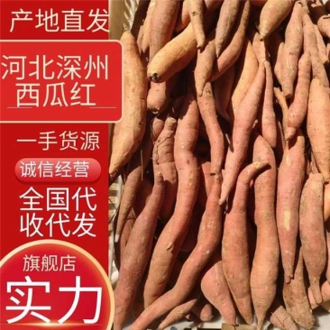 西瓜红水洗通货精品质量！小薯电商货赶集货团购货
