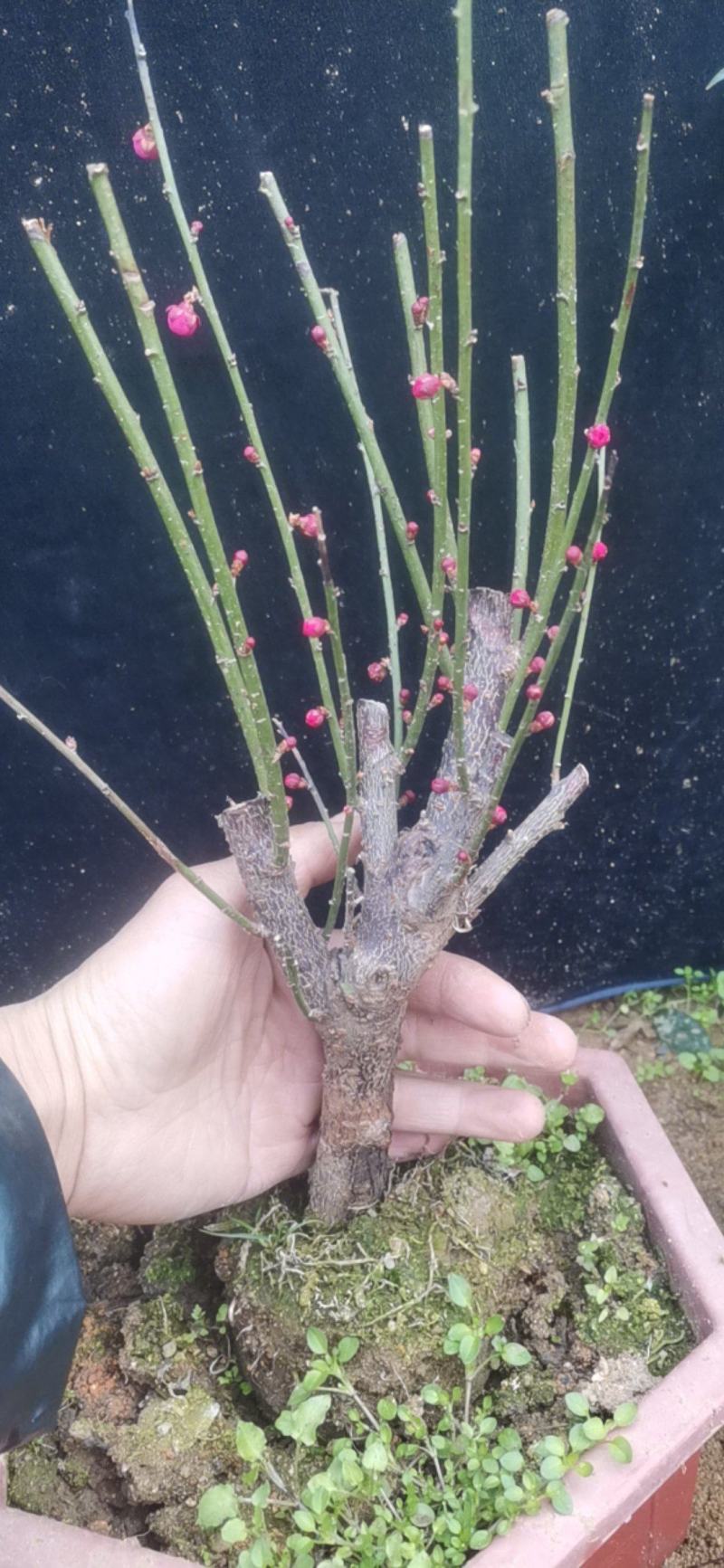 游龙梅花，游龙梅，红梅盆景，梅花盆栽盆景