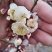 游龙梅花，游龙梅，红梅盆景，梅花盆栽盆景