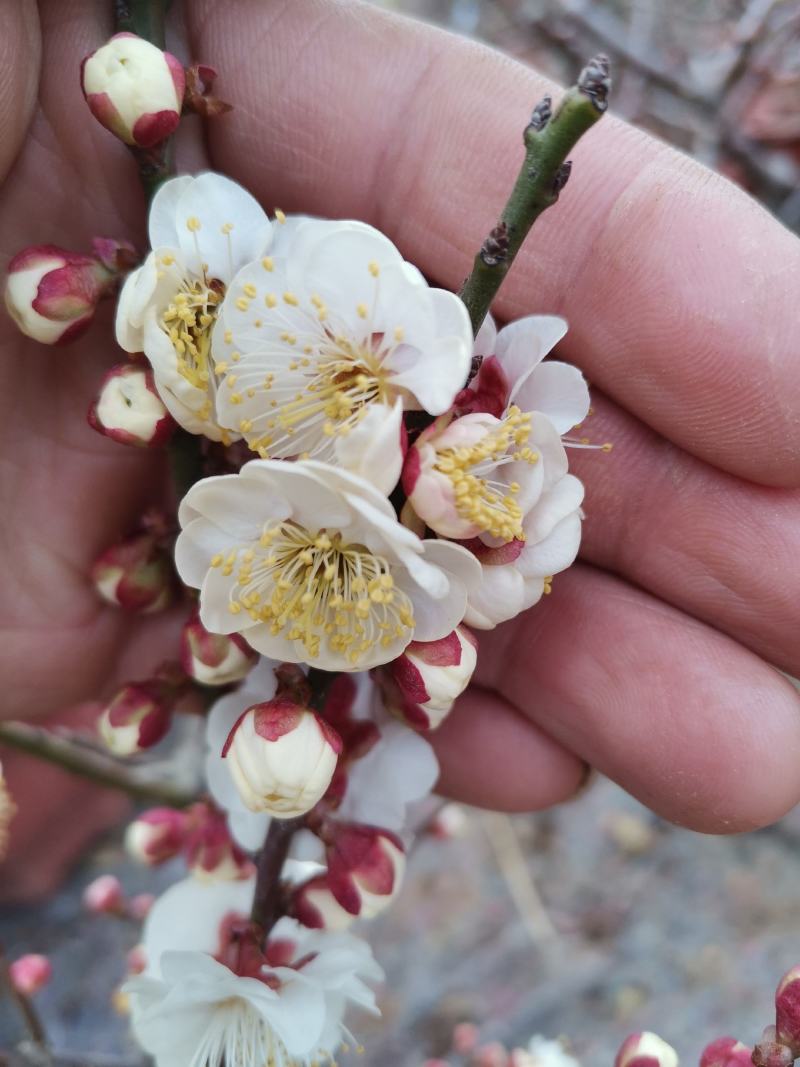 游龙梅花，游龙梅，红梅盆景，梅花盆栽盆景