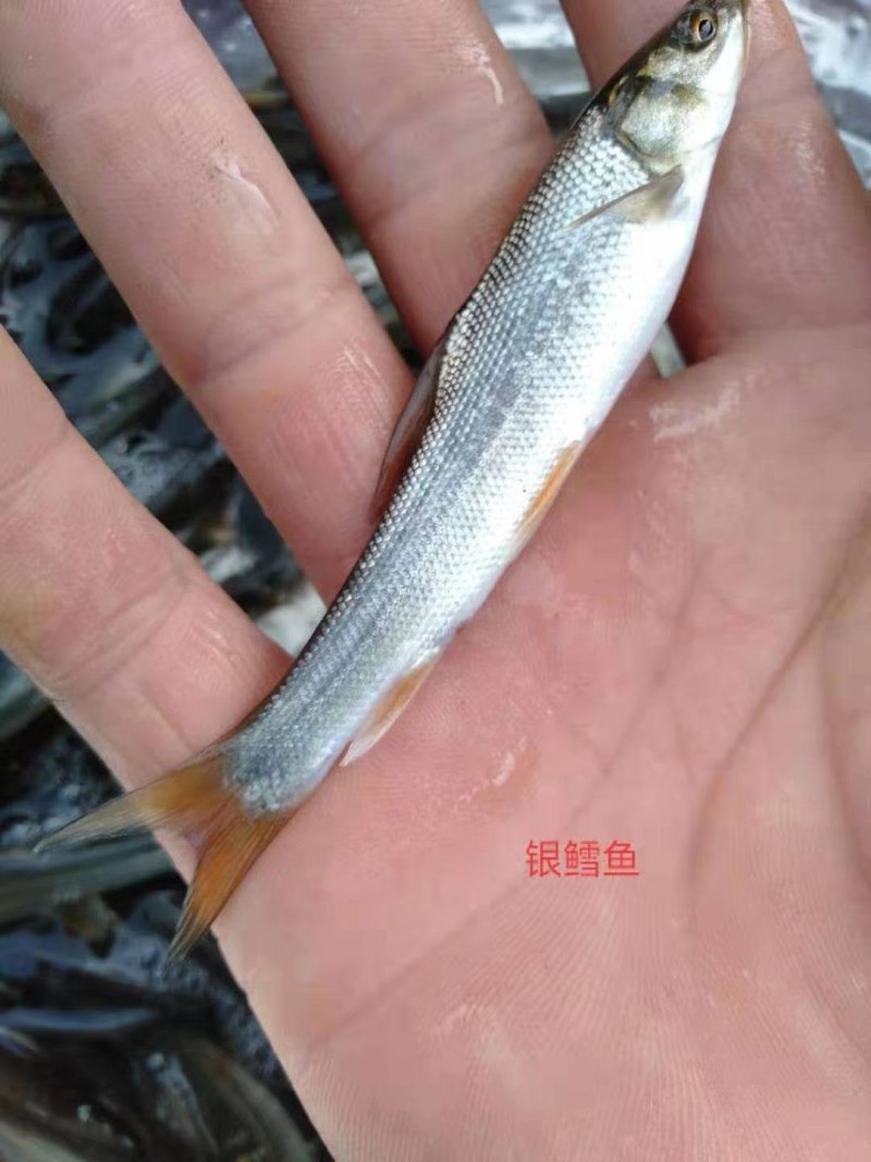 鱼塘直供草鱼苗品质保证诚信经营欢迎联系死苗包赔
