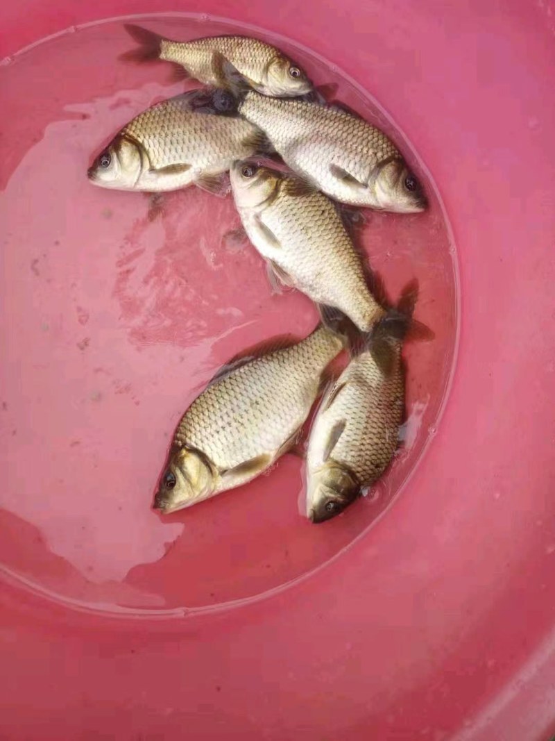 鲤鱼苗品质保证诚信经营欢迎联系自家鱼场死苗包赔