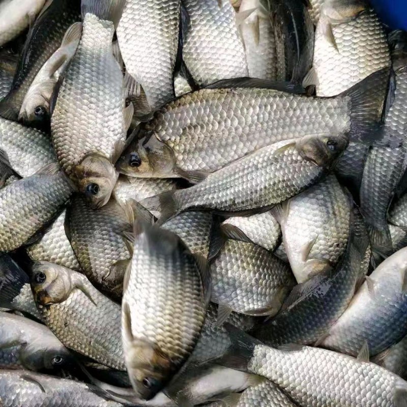 鲤鱼苗品质保证诚信经营欢迎联系自家鱼场死苗包赔