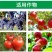 速利流体钙番茄苹果柑橘樱桃果蔬补钙叶面肥预防脐腐裂果苦