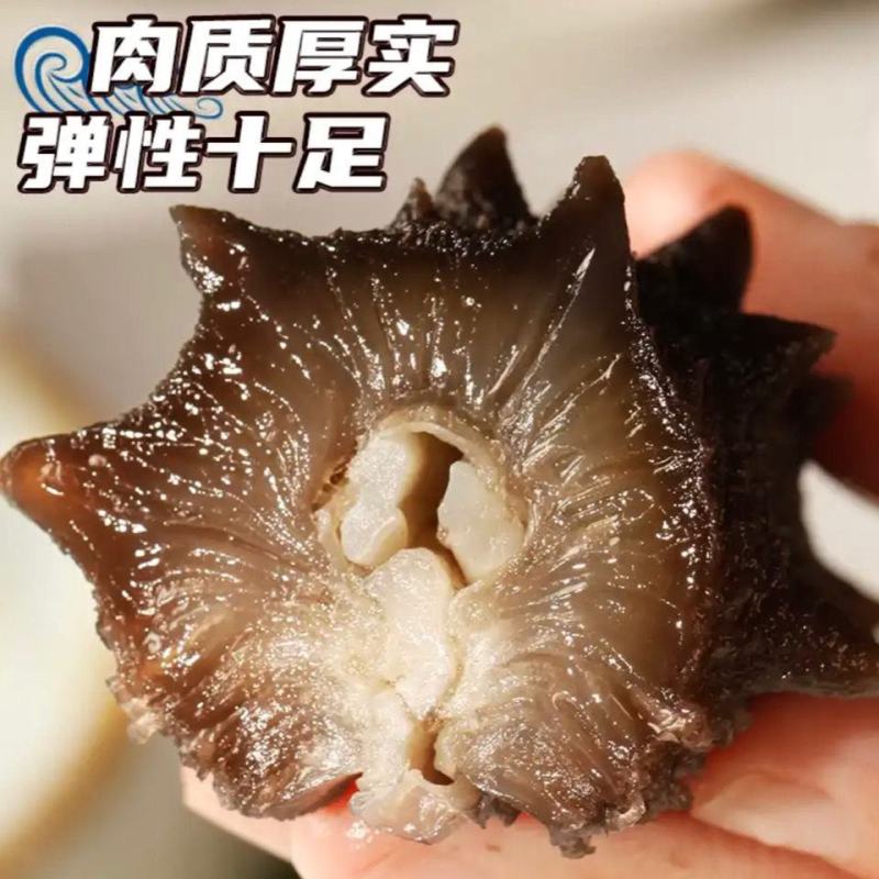 霞浦海参水鬼捕摸海参白煮海参不包冰水不搓盐