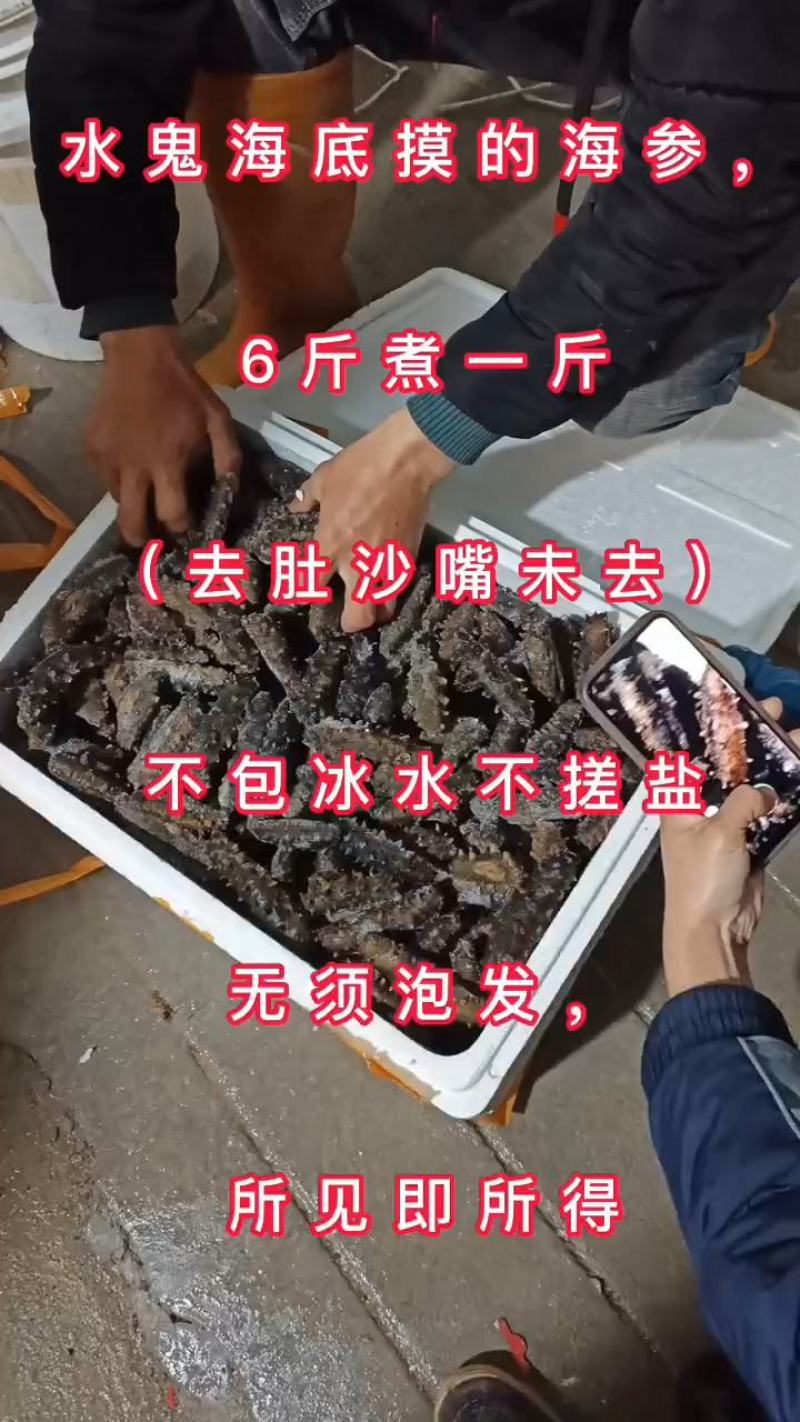 霞浦海参水鬼捕摸海参白煮海参不包冰水不搓盐