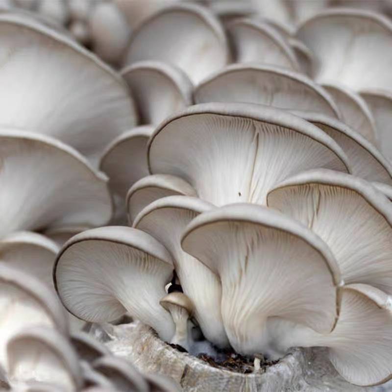 四川成都食用菌基地新鲜平菇简阳瓶菇鲜货现采鲜平菇
